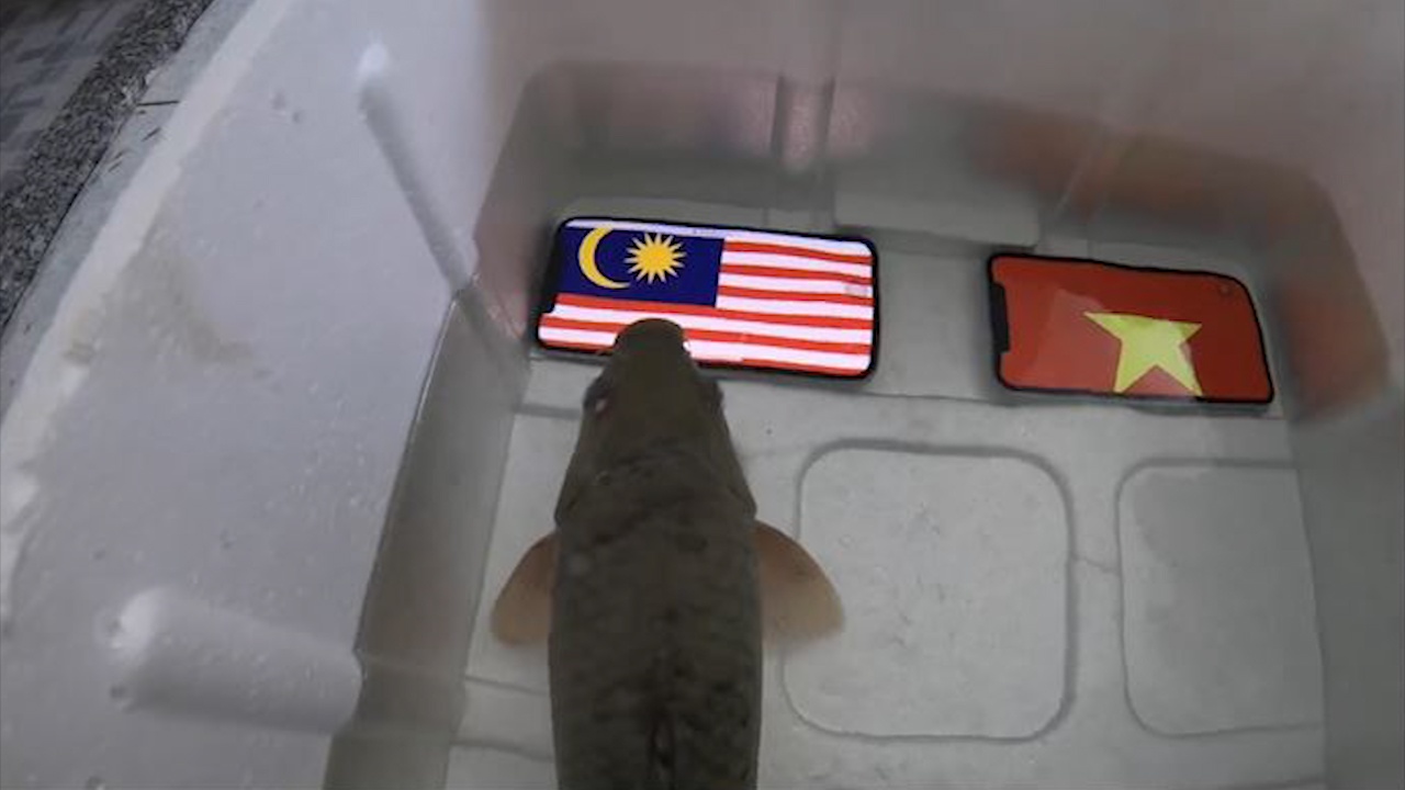 Ca 'tien tri' bi om dua sau khi du doan Malaysia thang Viet Nam hinh anh