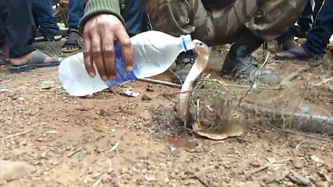 Ran ho mang doi uong nuoc sau 4 ngay mac ket hinh anh