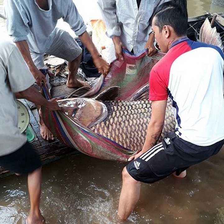 Nguoi dan Vinh Long bat duoc ca ho vang 125 kg, ban gan 300 trieu hinh anh