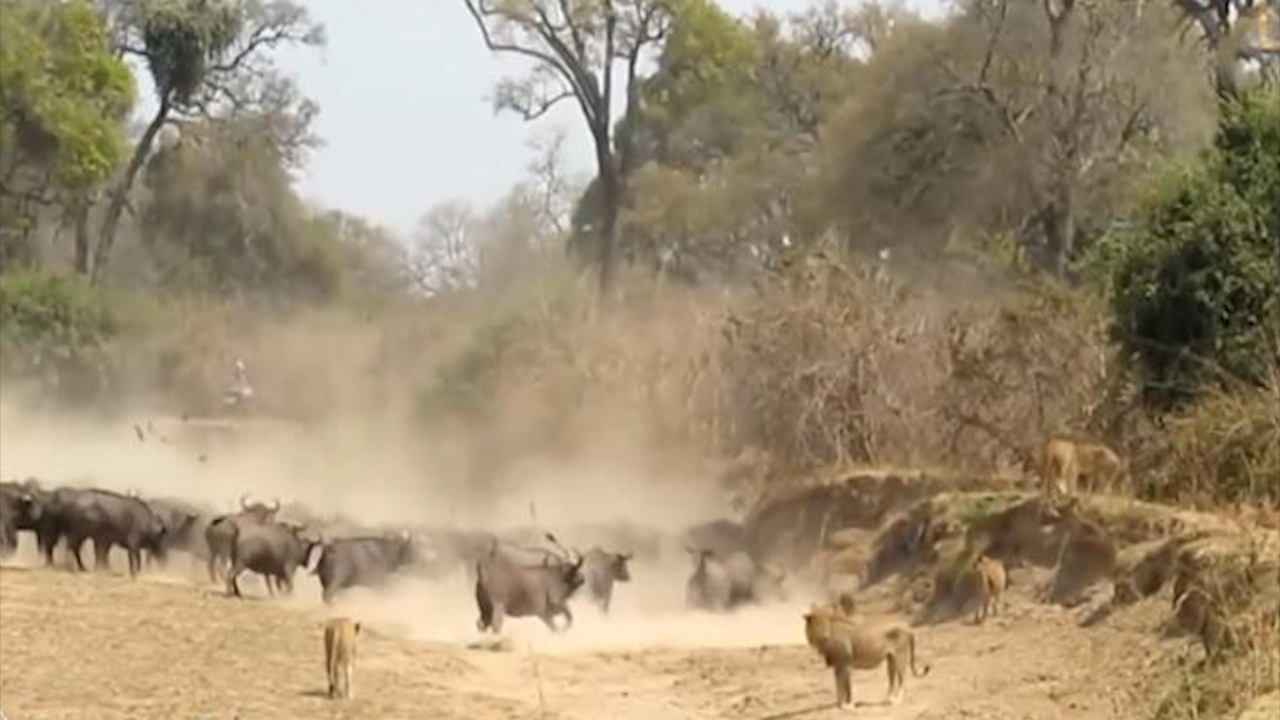 500 trau rung 'dung do' voi bay su tu gianh ho nuoc hinh anh