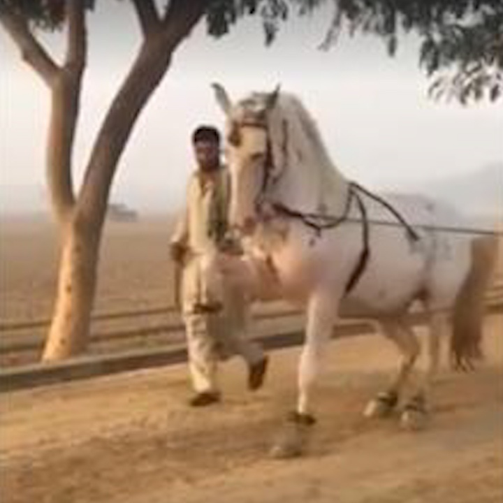 Co ngua trang voi dang di 'quy toc' hinh anh