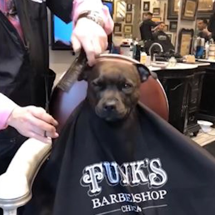 Chu cho binh than de tho cat toc tia long hinh anh