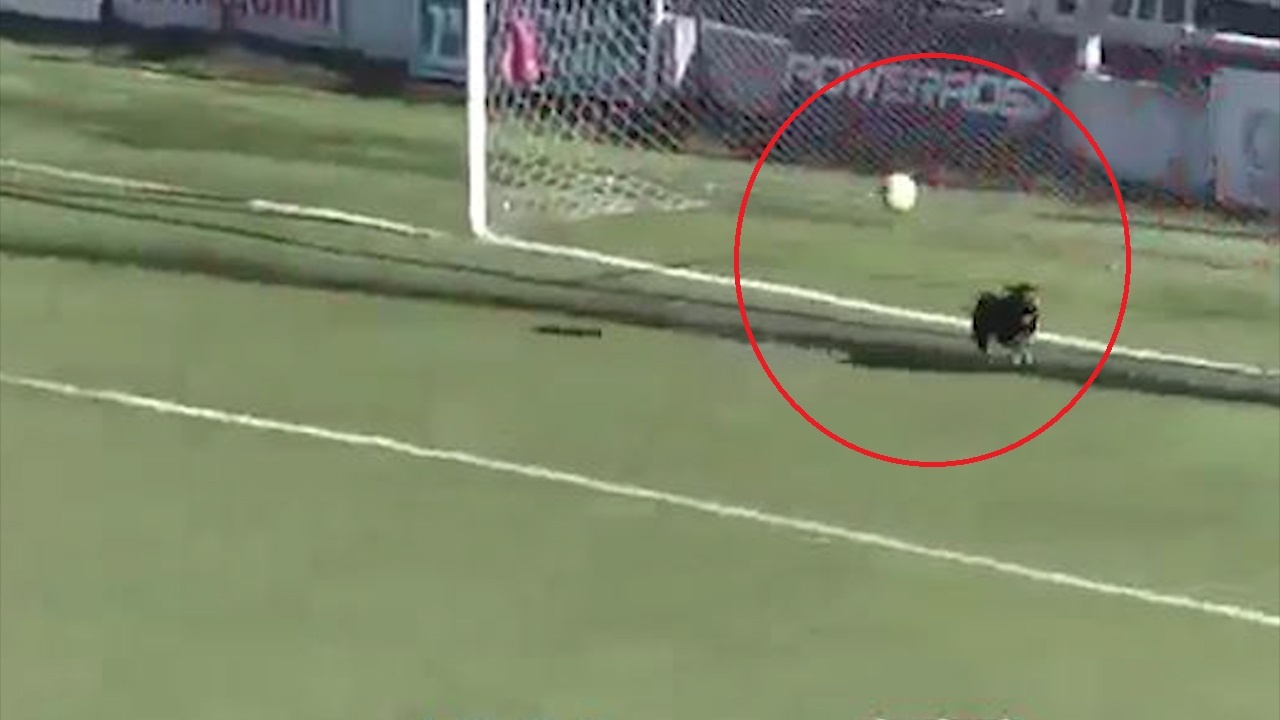 Cho cung cua CDV but xich, lao xuong san can pha bong hinh anh