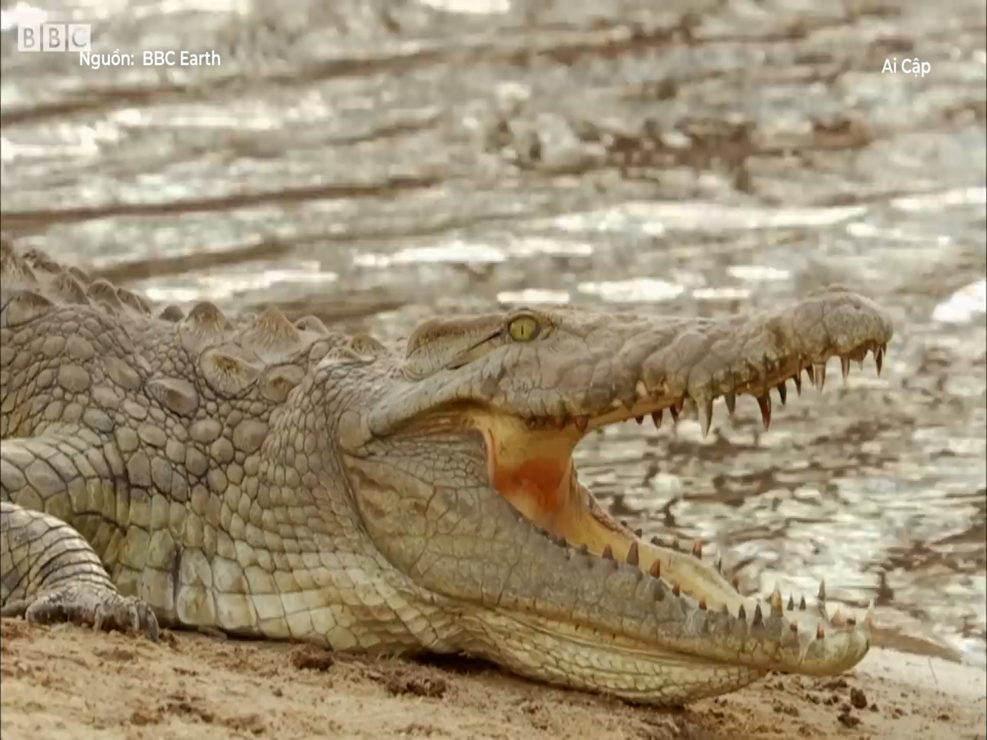 Ha ma tan cong ca sau, bao ve xac dong loai tren song Nile hinh anh