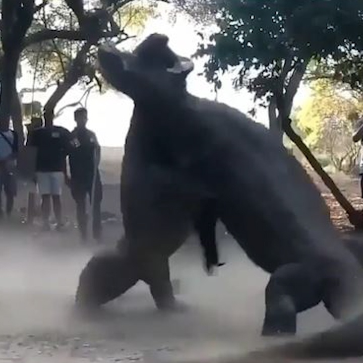 Khoanh khac rong Komodo doi dau nhau, tung don chuan xac hinh anh