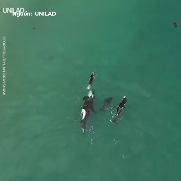 Tho lan boi loi cung dan ca voi sat thu hinh anh