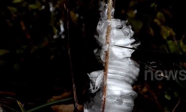 Hoa bang hiem gap bao phu mat dat o My hinh anh