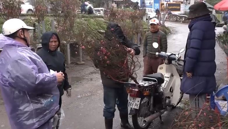 Hoa dao Tet da bat dau xuong pho Ha Noi hinh anh