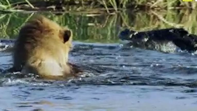 Ru nhau boi qua song, anh em su tu bi ca sau tan cong hinh anh