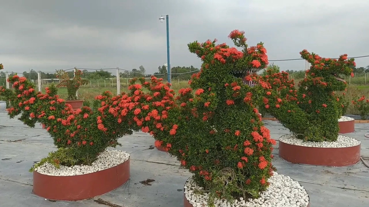 Cay canh thu 'sieu doc' choi Tet o mien Tay hinh anh