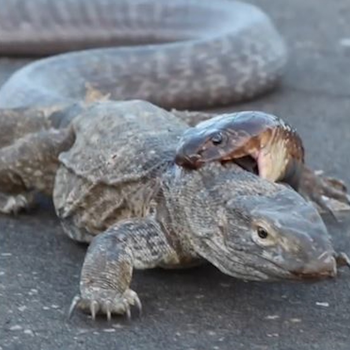 Ran ho mang gam co, truy sat than lan khong lo hinh anh