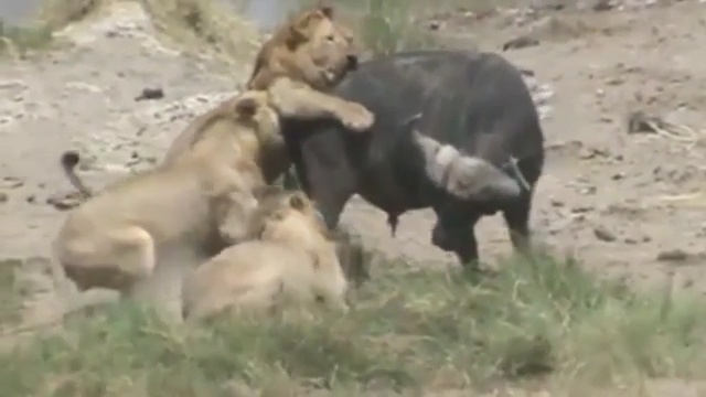 Trau thoat nan hy huu khi bi dan su tu bao vay hinh anh