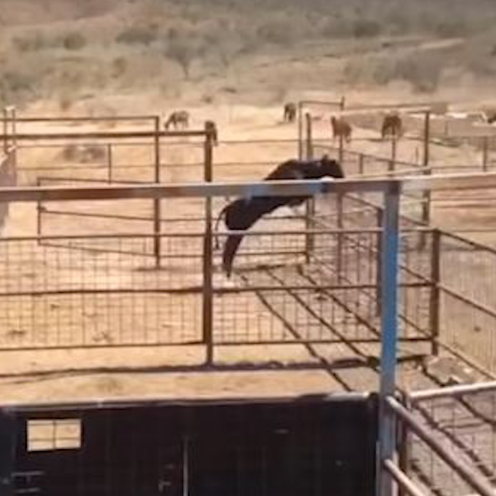 Man nhay vot cao 2 met dep mat cua chu bo hinh anh