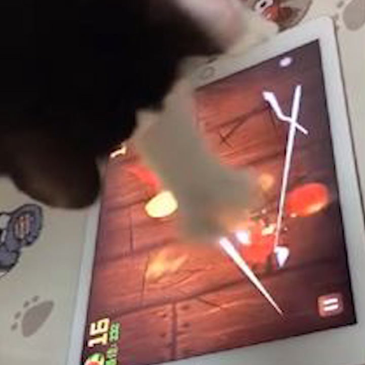 Meo con choi chem trai cay bach phat bach trung hinh anh