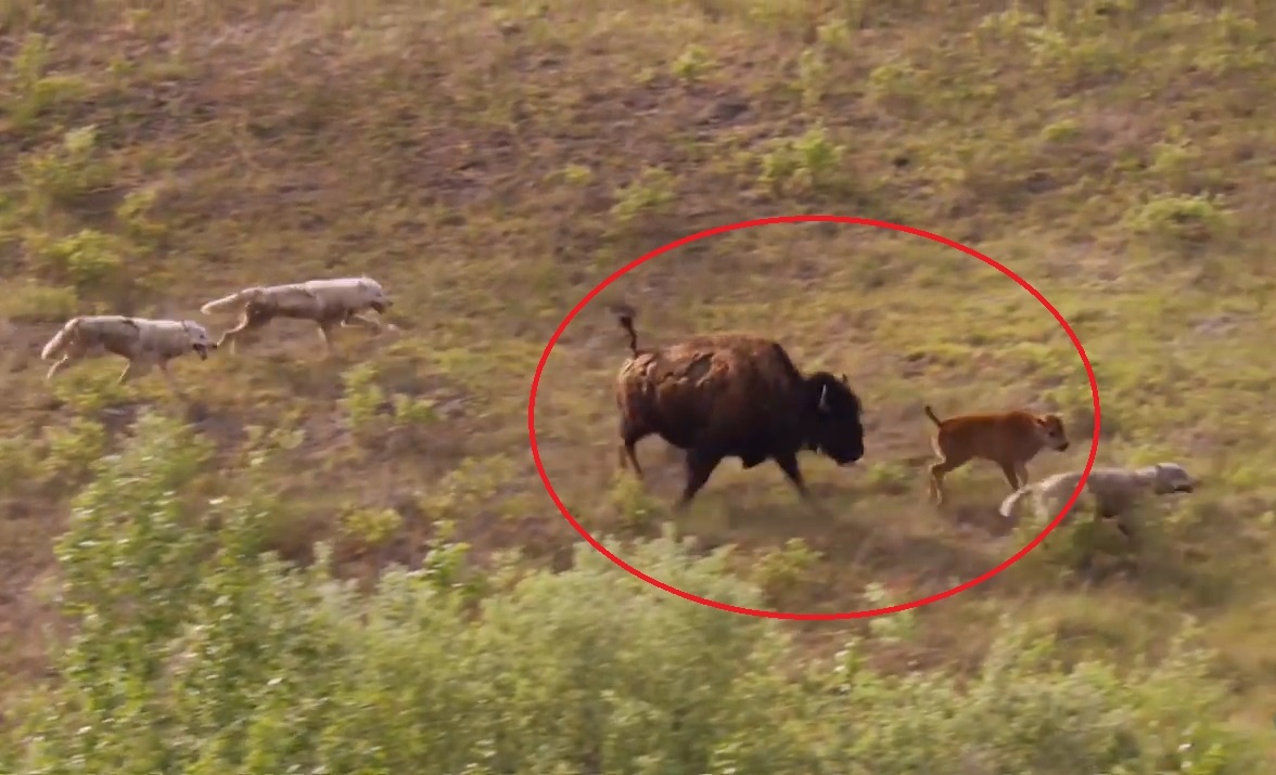 Bo bison don doc chien dau voi dan cho soi de bao ve con hinh anh