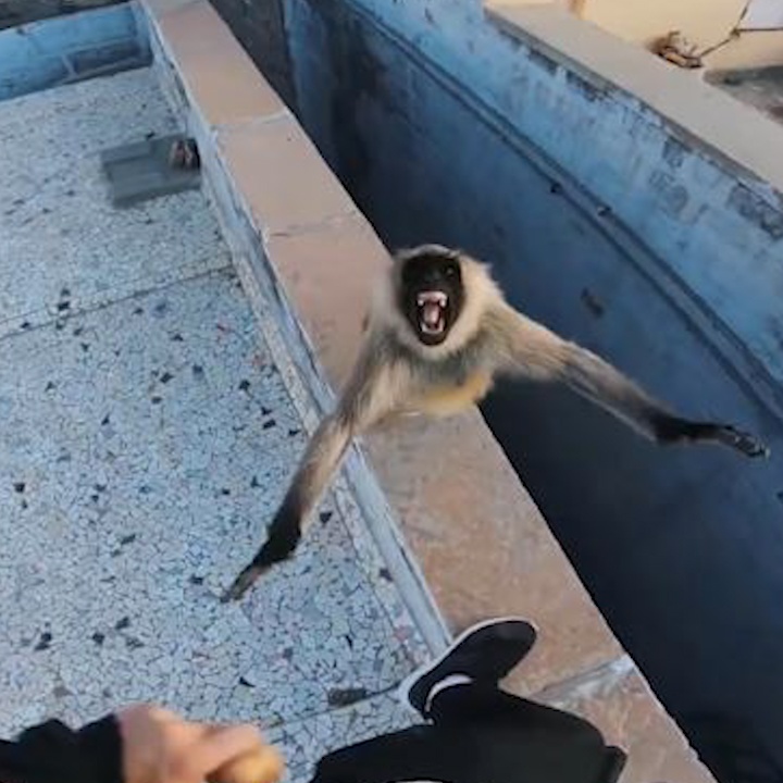 Khi gian du duoi theo nguoi vi bi lua cho thuc an hinh anh