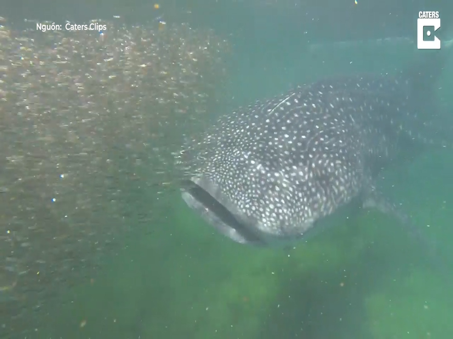 Ca nham voi dua nghich cung dan ca moi khong lo hinh anh