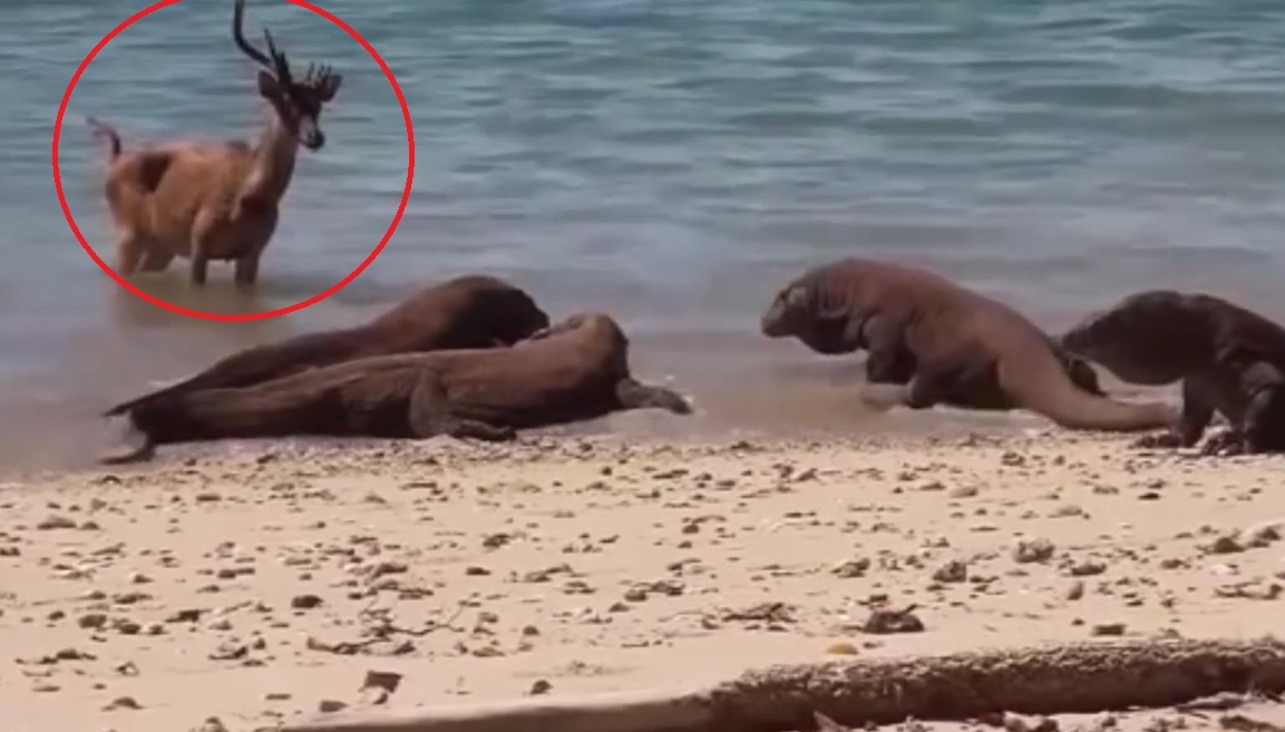 Lieu linh chong tra rong Komodo, huou bi xoi tai hinh anh