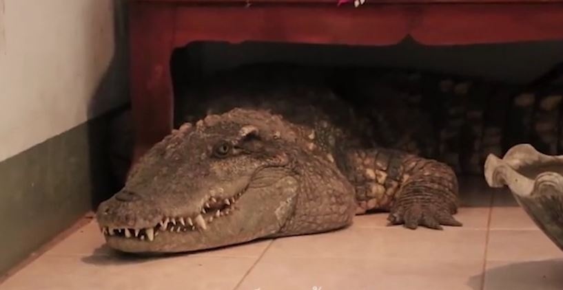 Nguoi dan ong nuoi ca sau trong nha nhu thu cung suot 20 nam hinh anh