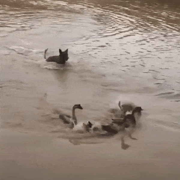 Dan vit khon ranh, dong loat an than xuong nuoc khi bi san duoi hinh anh