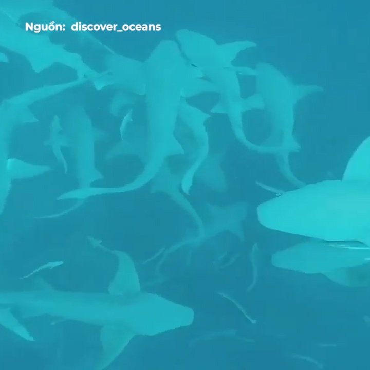 Tho lan boi cung 30 ca map ngay duoi chan hinh anh