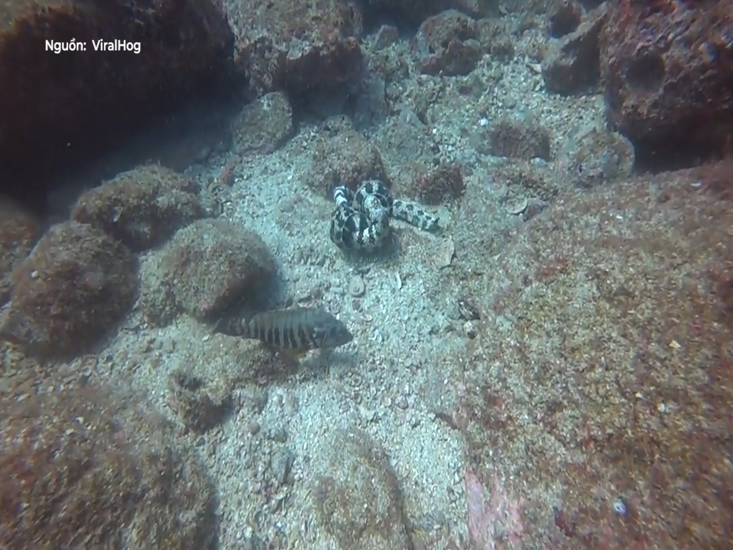 Cuoc chien dau dep nhu vu cong cua luon bien hinh anh