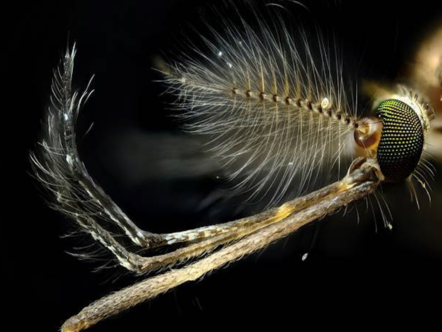 Nhung sinh vat giet nguoi nhieu nhat moi nam hinh anh