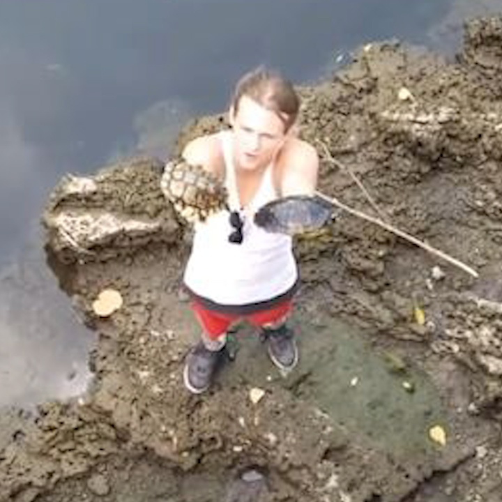 Giai cuu 2 con rua bi xich lai voi nhau hinh anh