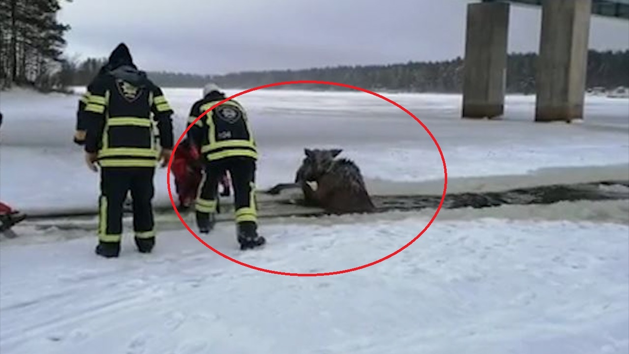 Doi linh cuu hoa giai thoat cho con nai bi lot xuong ho bang hinh anh