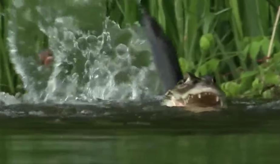 Rai ca hop suc cung nhau chien dau voi ca sau hung ton hinh anh