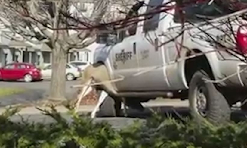 Huou bi mac ket cap nhung duoi banh xe oto hinh anh