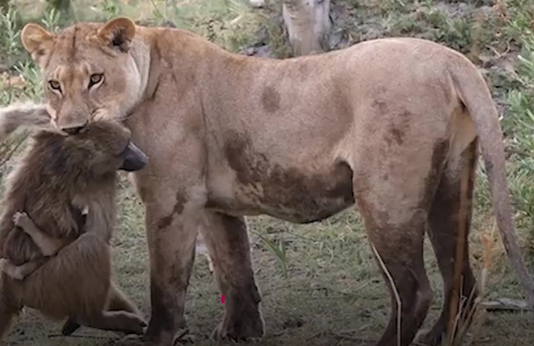 Ky la su tu tan tinh cham soc khi con sau khi giet khi me hinh anh