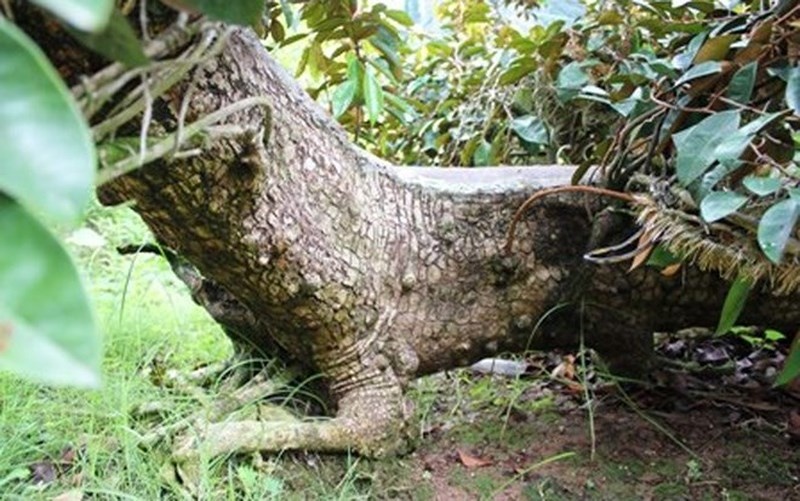 Cay vu sua dang long doc la, duoc dinh gia hon 300 trieu dong hinh anh