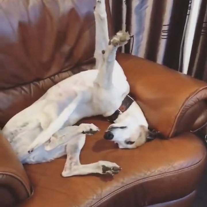 Hai huoc voi chu cho nam ngu trong tu the veo co ky quac hinh anh