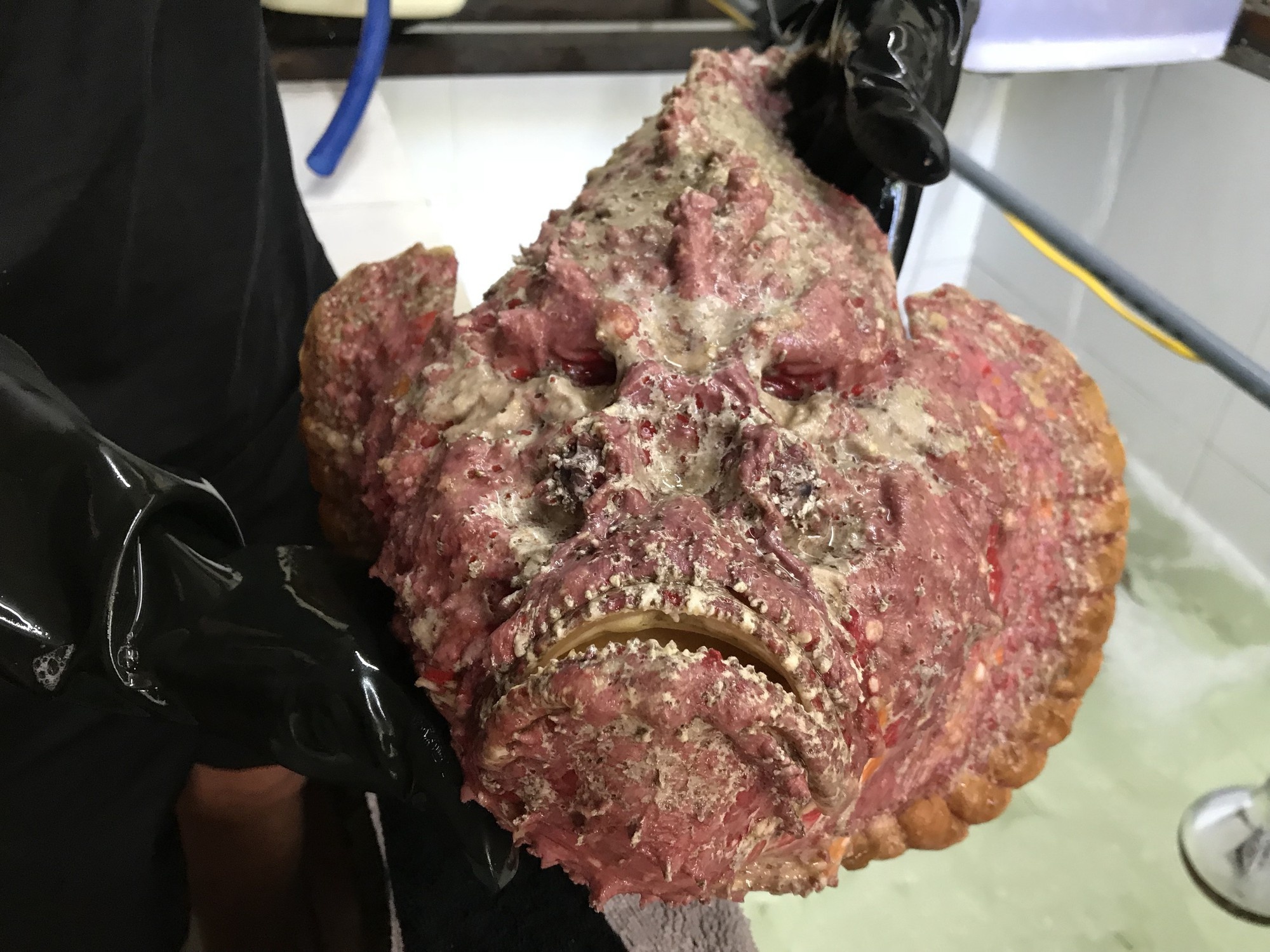 Ca mat quy sieu xau van co gia gan chuc trieu dong hinh anh