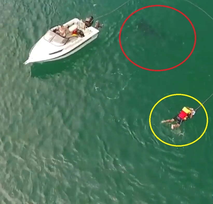 Kich tinh giai cuu nguoi luot song khi ca voi sat thu boi ben duoi hinh anh