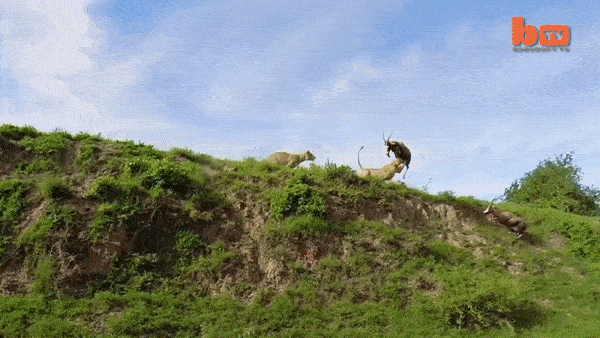 Su tu bay nhu chim, tom gon con moi trong mot not nhac hinh anh