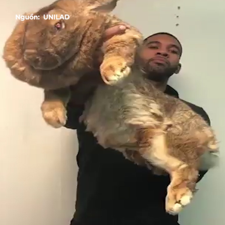 Chu tho khong lo nang 12 kg, nuoi nhu thu cung hinh anh