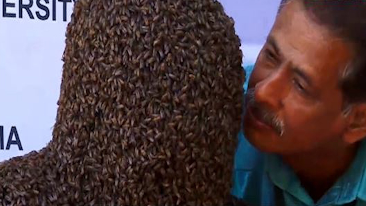 'Di nhan' de 60.000 con ong bau kin mat suot 4 gio hinh anh