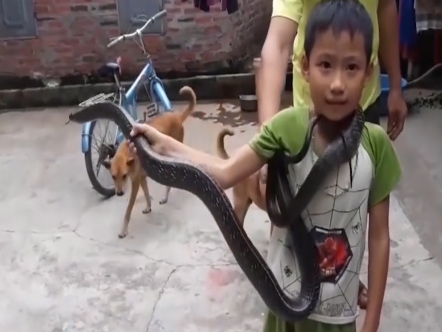 Be trai Viet bat ran bang tay khong, noi tieng tren bao nuoc ngoai hinh anh