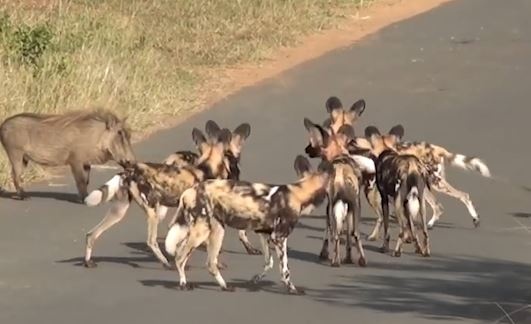 Dan cho hoang bat luc truoc su dung manh cua lon rung hinh anh