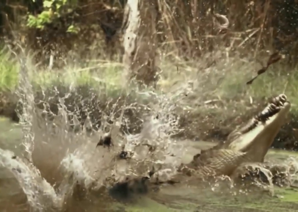 Nhung man san moi chop nhoang cua ca sau hinh anh