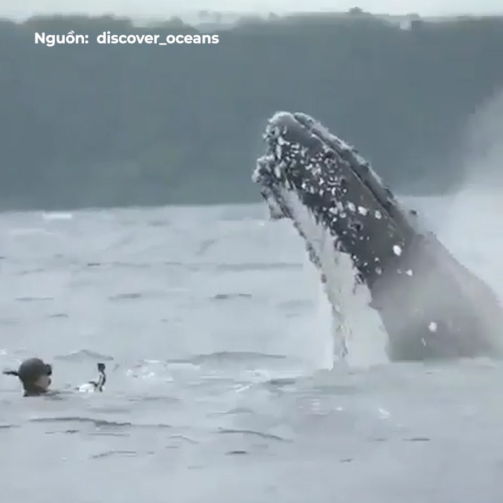 Lieu linh boi giua dai duong de ghi hinh ca voi hinh anh