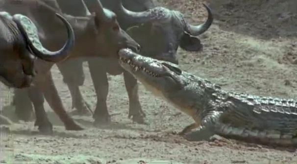 Trau rung chong tra quyet liet, thoat khoi nanh vuot cua ca sau hinh anh