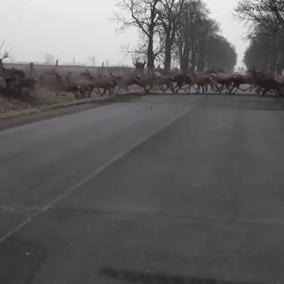 Hang nghin con nai bang qua duong truoc su chung kien cua tai xe hinh anh