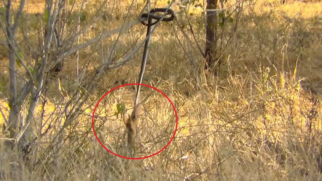 Cay mangut nhay len cao, can co ran doc de an thit hinh anh