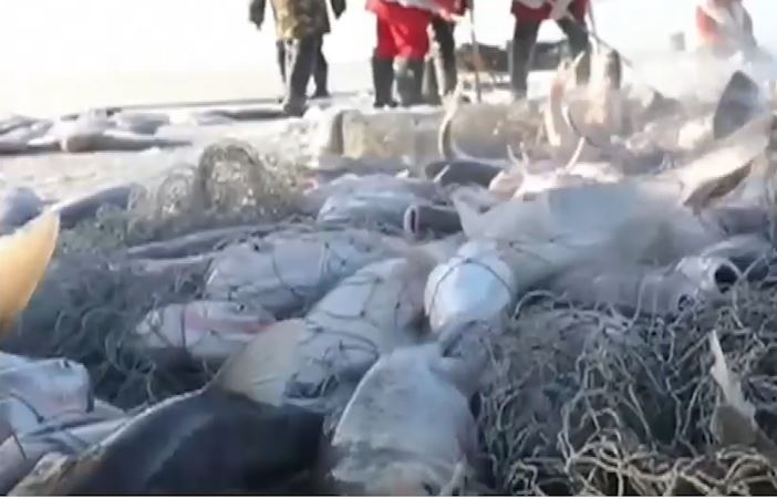 Dao ho, giang luoi tren ho bang, bat 650 tan ca trong nua ngay hinh anh