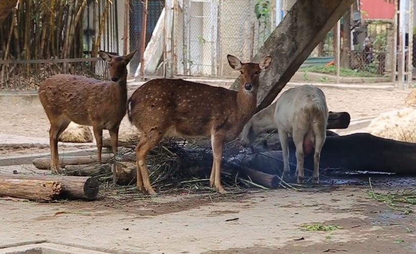 Dot lua, lap may suoi chong ret cho thu du o cong vien Thu Le, Ha Noi hinh anh