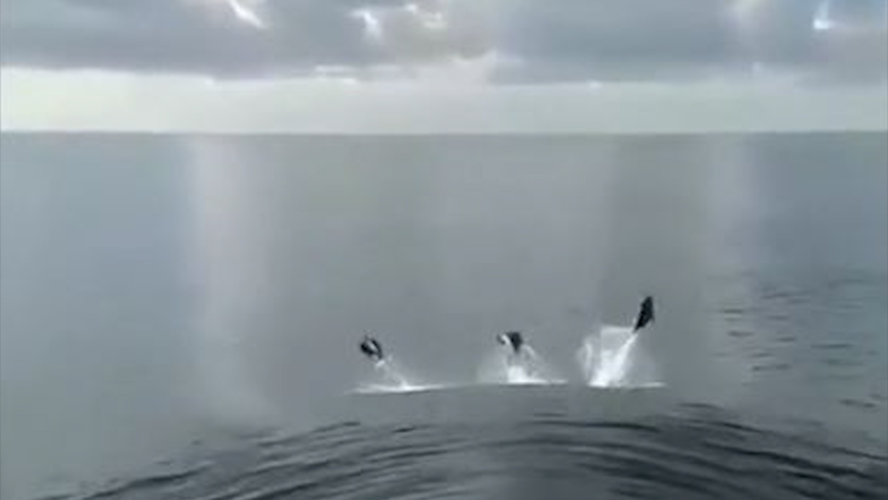 Xem ca heo dua toc do voi tau ngam My hinh anh