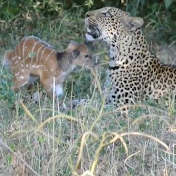 Ky la canh bao dom dua gion voi nai con hinh anh